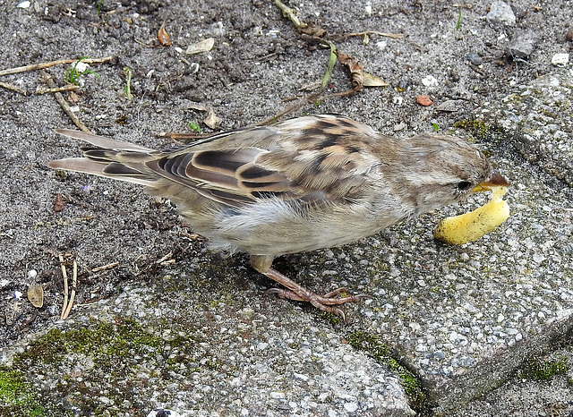 Schmeckt nicht! + PiPs