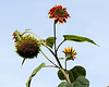 20221007 4414VRMw [D~LIP] Sonnenblume (Helianthus annuus), Bad Salzuflen