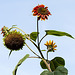 20221007 4414VRMw [D~LIP] Sonnenblume (Helianthus annuus), Bad Salzuflen