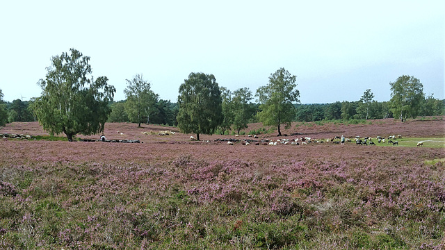 Fischbeker Heidschnuckenherde