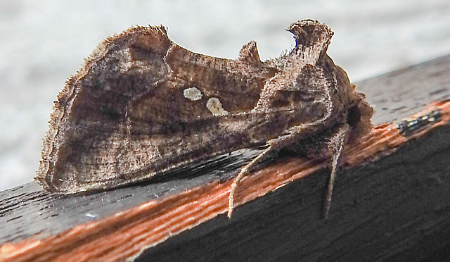 20231028 3880CPw [D~LIP] Türkische Motte (Chrysodeixis chalcites), BS