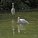 20140801 4549VRAw [D~E] Sichler, Seidenreiher (Egretta garzetta), Gruga-Park, Essen