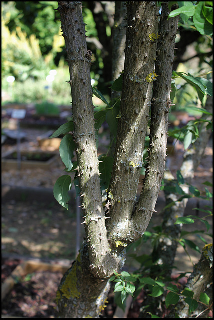 Aralia spinosa (10)