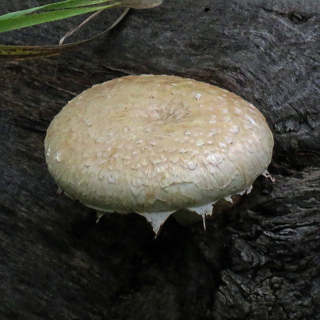 A fungus to make my day : )