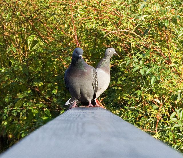 Pigeons in the park