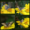 Common Checkered-Skipper