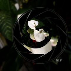 Anthurium