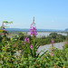 Alaska, Flowers in the Foreground and the Tanana River in the Background