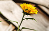 20221007 4415VRMw [D~LIP] Sonnenblume (Helianthus annuus), Bad Salzuflen