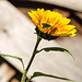 20221007 4415VRMw [D~LIP] Sonnenblume (Helianthus annuus), Bad Salzuflen