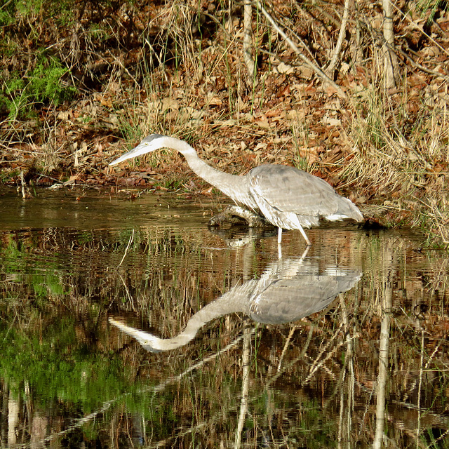 Great blue heron fishing by the pond