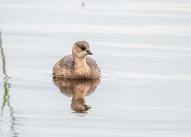 Little grebe