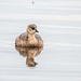 Little grebe