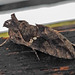 20231028 3881CPw [D~LIP] Türkische Motte (Chrysodeixis chalcites), BS