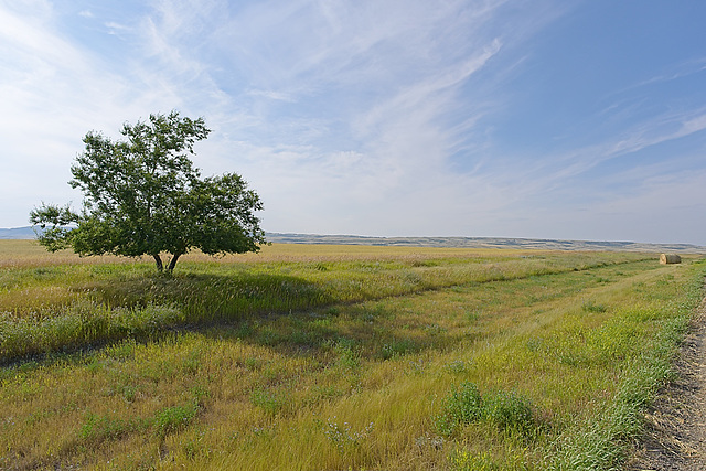 a tree and a bale