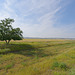 a tree and a bale