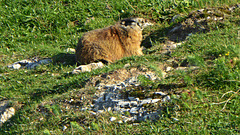 Murmeltier auf der Alm