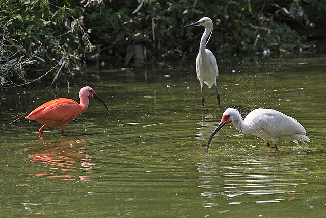 20140801 4550VRAw [D~E] Sichler, Seidenreiher (Egretta garzetta), Gruga-Park, Essen