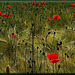 Papaver rhoes - Klatschmohn