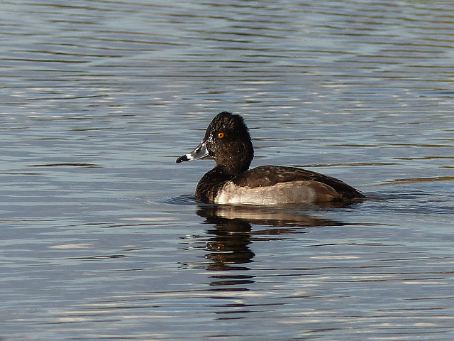 Ring-necked Duck