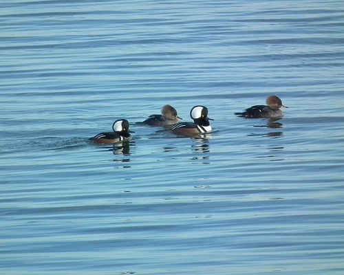 harle couronné / hooded merganser