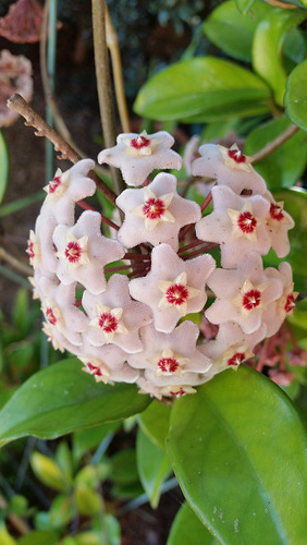 hoya flowers open