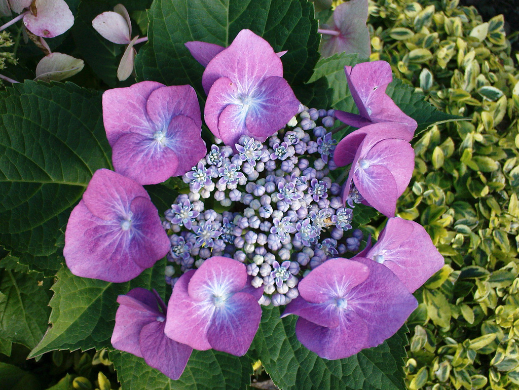 Tellerhortensie