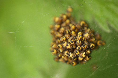 Tight Knit Group Spider Ball