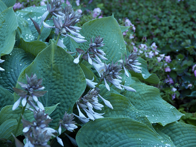 Grandads Hosta