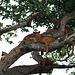 Uganda, Six Lions on a Fig Tree