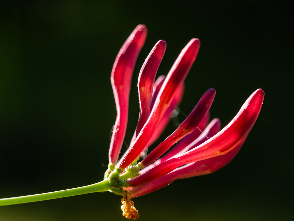 Geißblattblüte