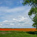 Poppy field