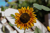 20221007 4417VRMw [D~LIP] Sonnenblume (Helianthus annuus), Bad Salzuflen