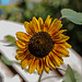 20221007 4417VRMw [D~LIP] Sonnenblume (Helianthus annuus), Bad Salzuflen