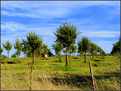 Cherry Tree Plantation