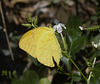 IMG 8246 Butterfly