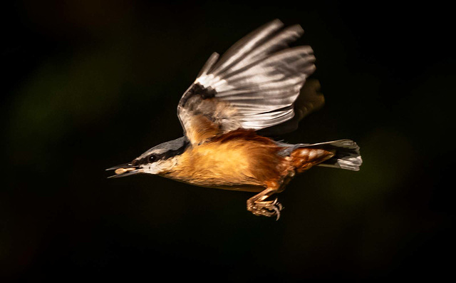 Nuthatch