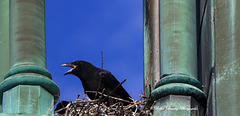 Corbeau dans son nid