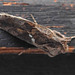 20231028 3882CPw [D~LIP] Türkische Motte (Chrysodeixis chalcites), BS