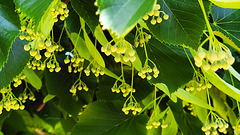Lindenblüten in Knospe