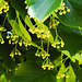 Lindenblüten in Knospe