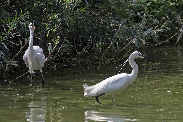 20140801 4551VRAw [D~E] Seidenreiher (Egretta garzetta), Gruga-Park, Essen