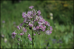 Thalictrum