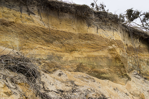 Benacre Cliffs - Westleton Formation