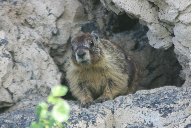 Marmot