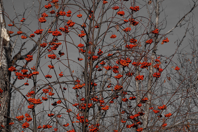 Mountain Ash