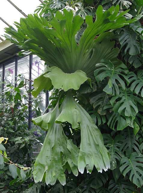 Impressive stag's horn fern and monstera
