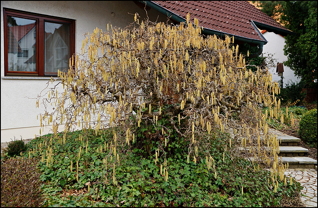 Korkenzieherweide im Efeubett