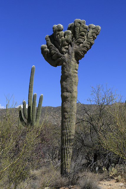 Crested Saguaro