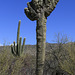 Crested Saguaro